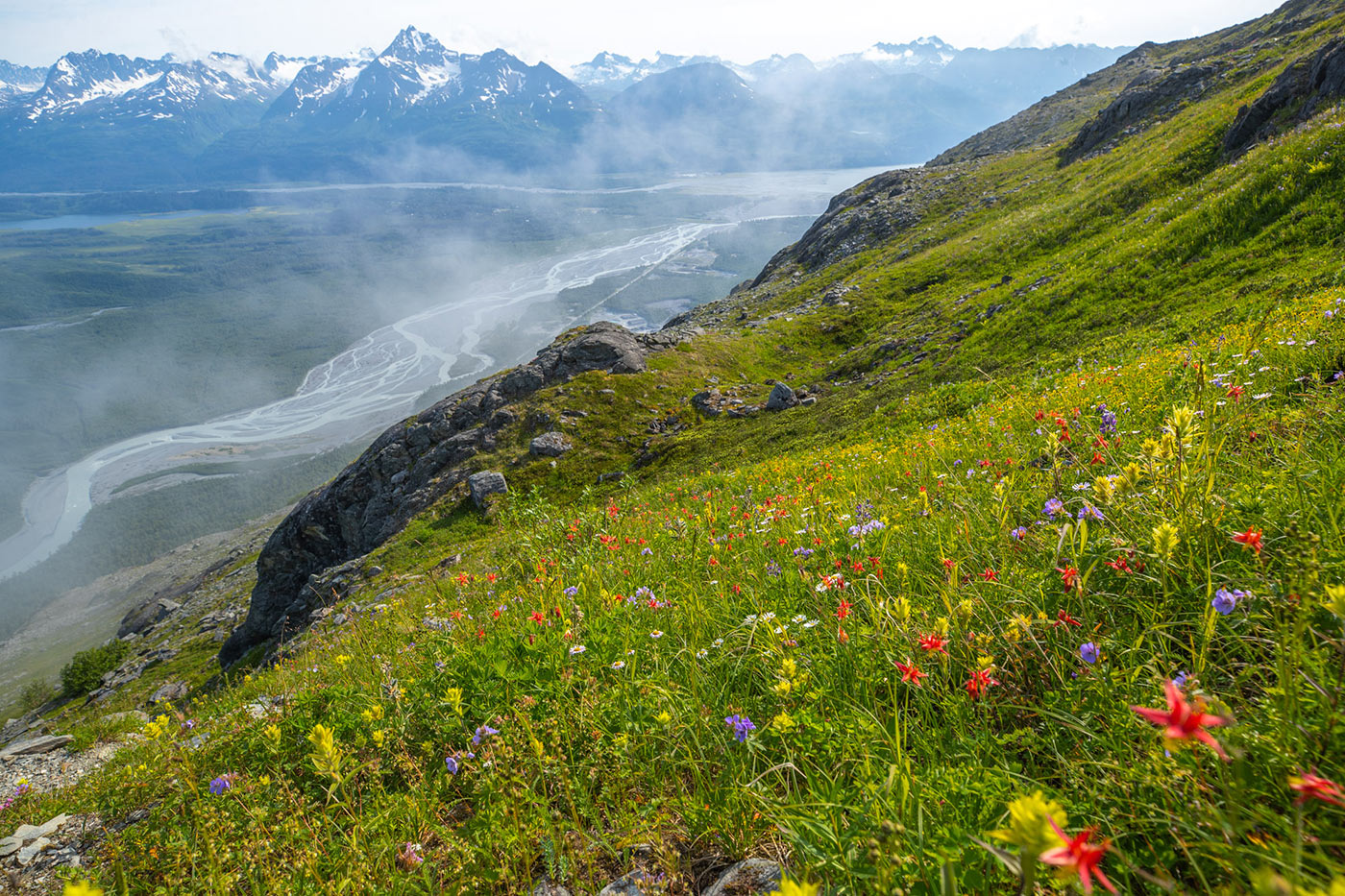 Valdez wildflowers